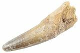 Fossil Spinosaurus Tooth - Real Dinosaur Tooth #360174-1